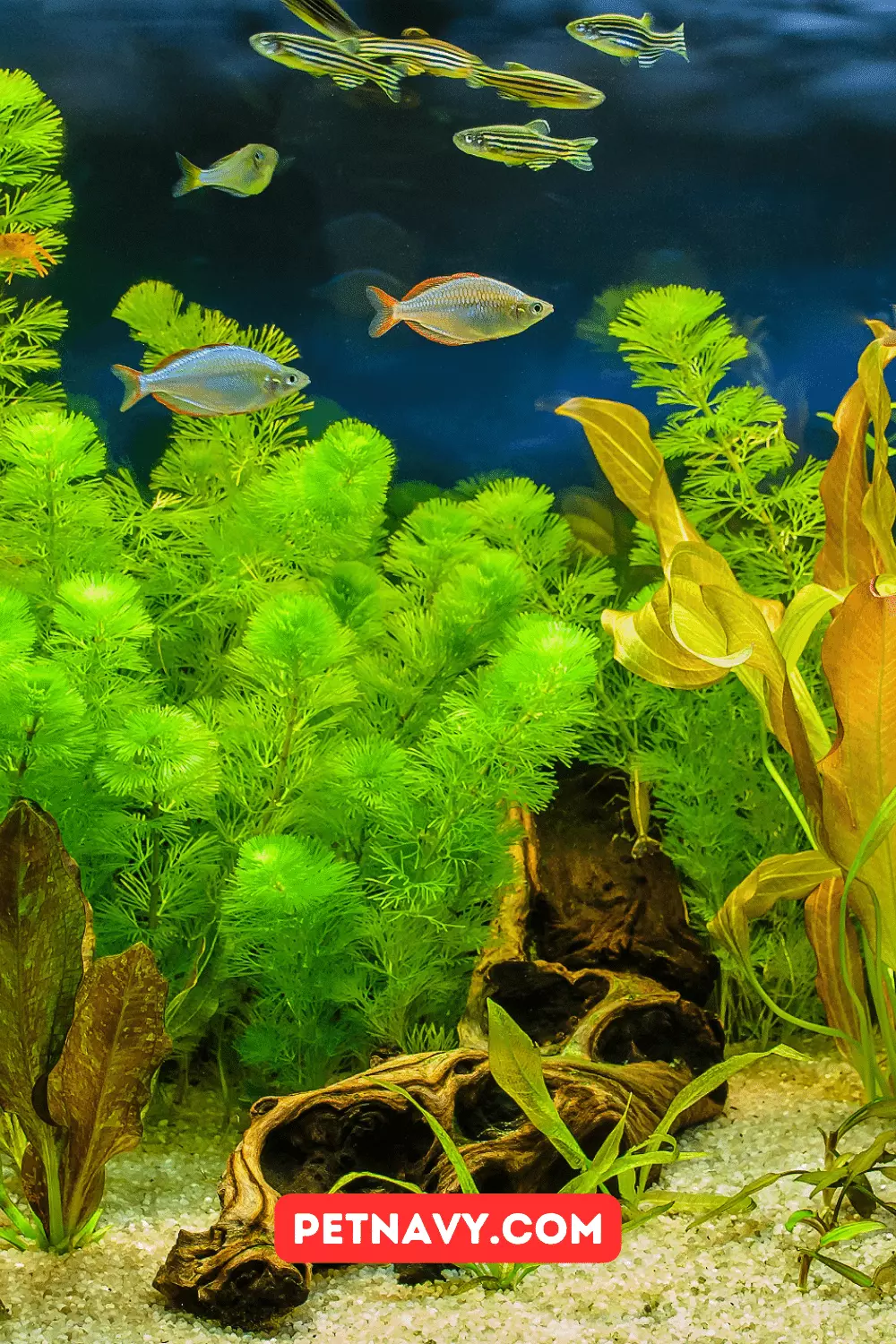 5 Tips on How to Choose the Best Aquarium Heater?