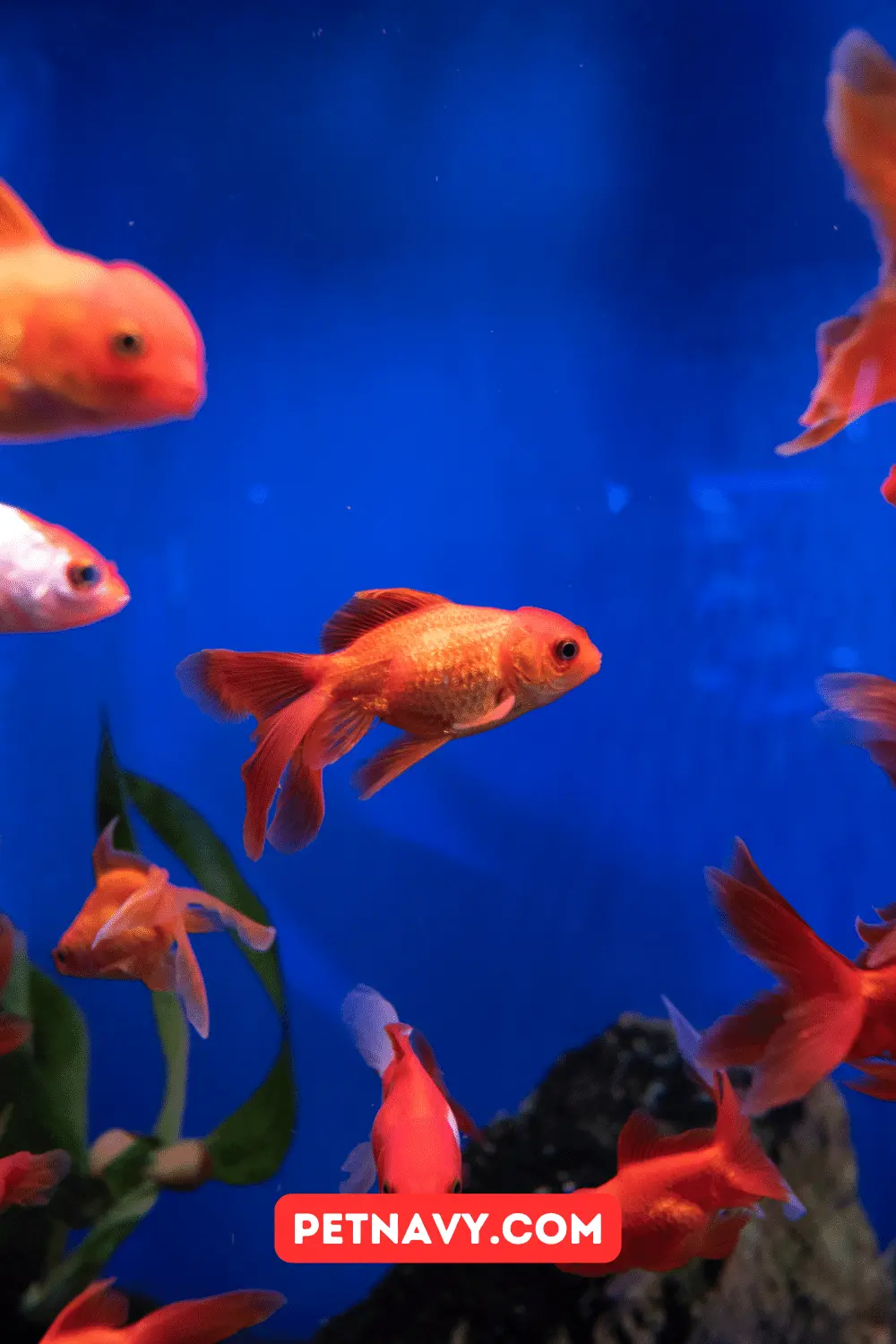 7 Best Methods to Keep a Fish Tank Warm without a Heater