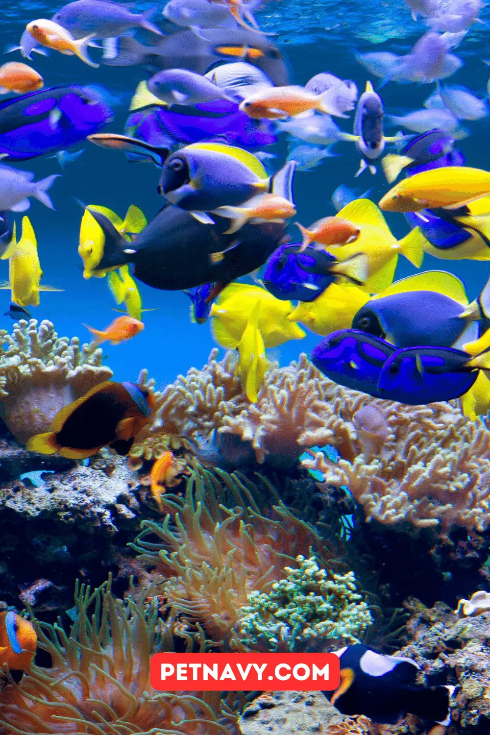 7 Best Types of Aquarium Heaters for Optimal Fish Health
