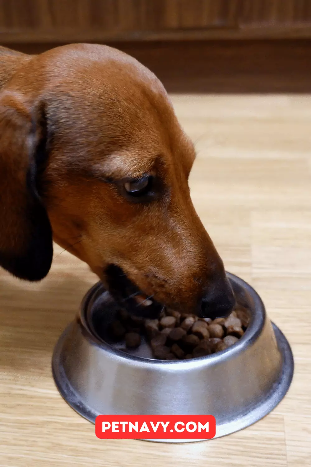 Best Dog Food Bowls for Dachshunds