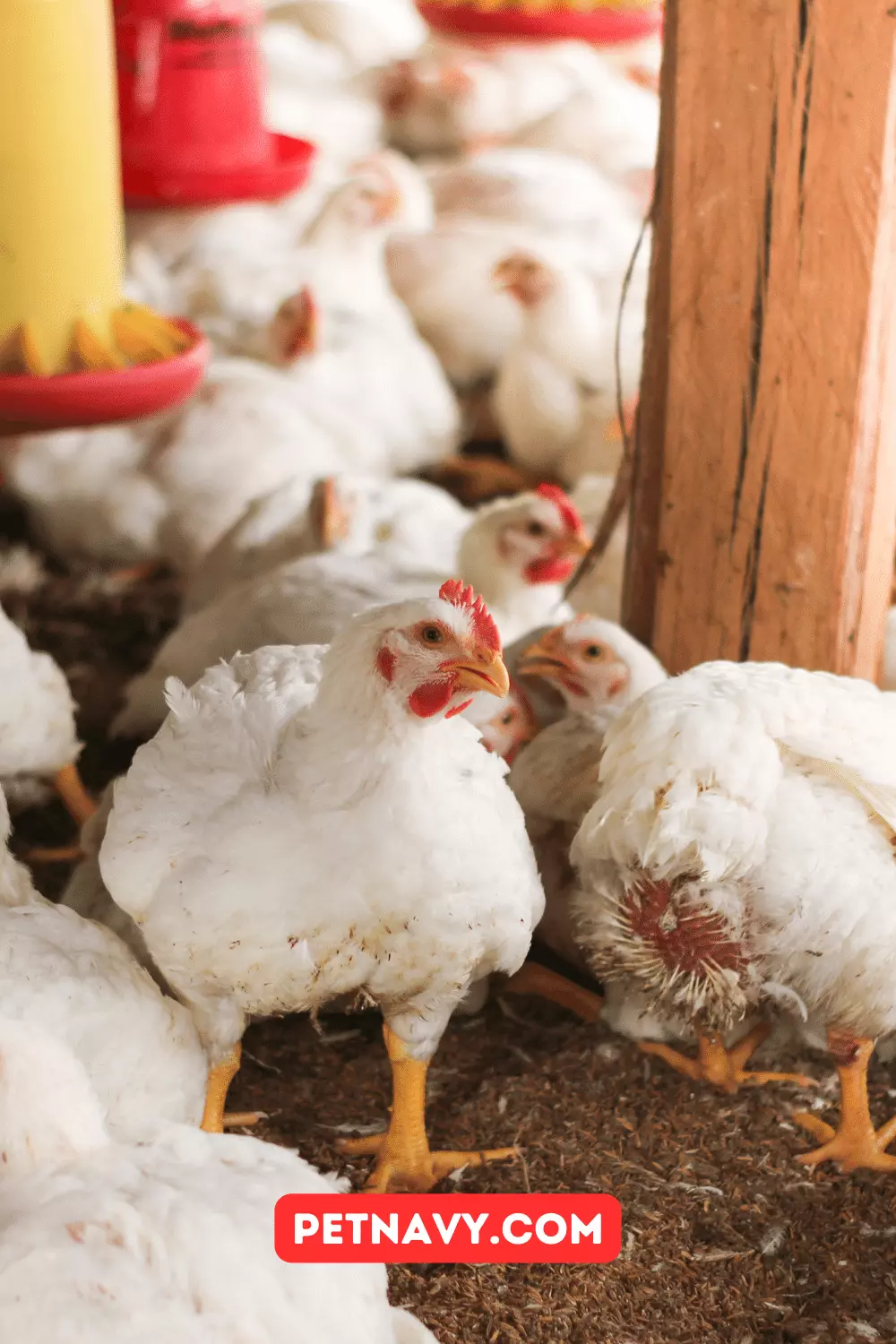 Breeds of Broilers: Best Chickens for Meat and Eggs