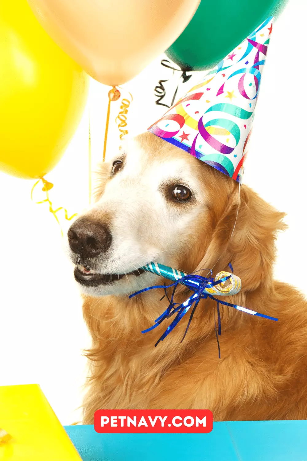 Dog Birthday Fashion: Making Your Pup the Star of the Show