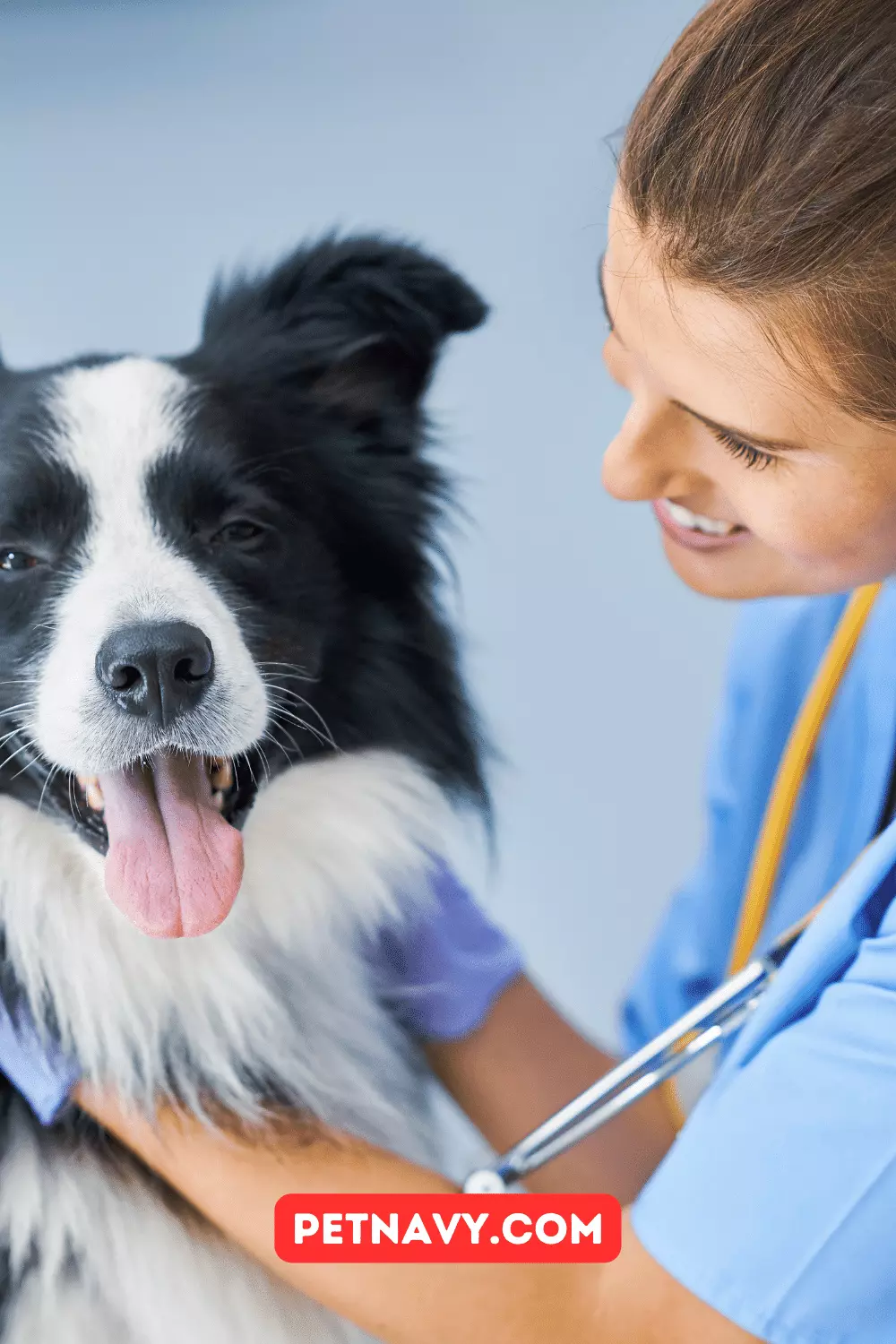 Dog Health What Is a Dog’s Normal Body Temperature
