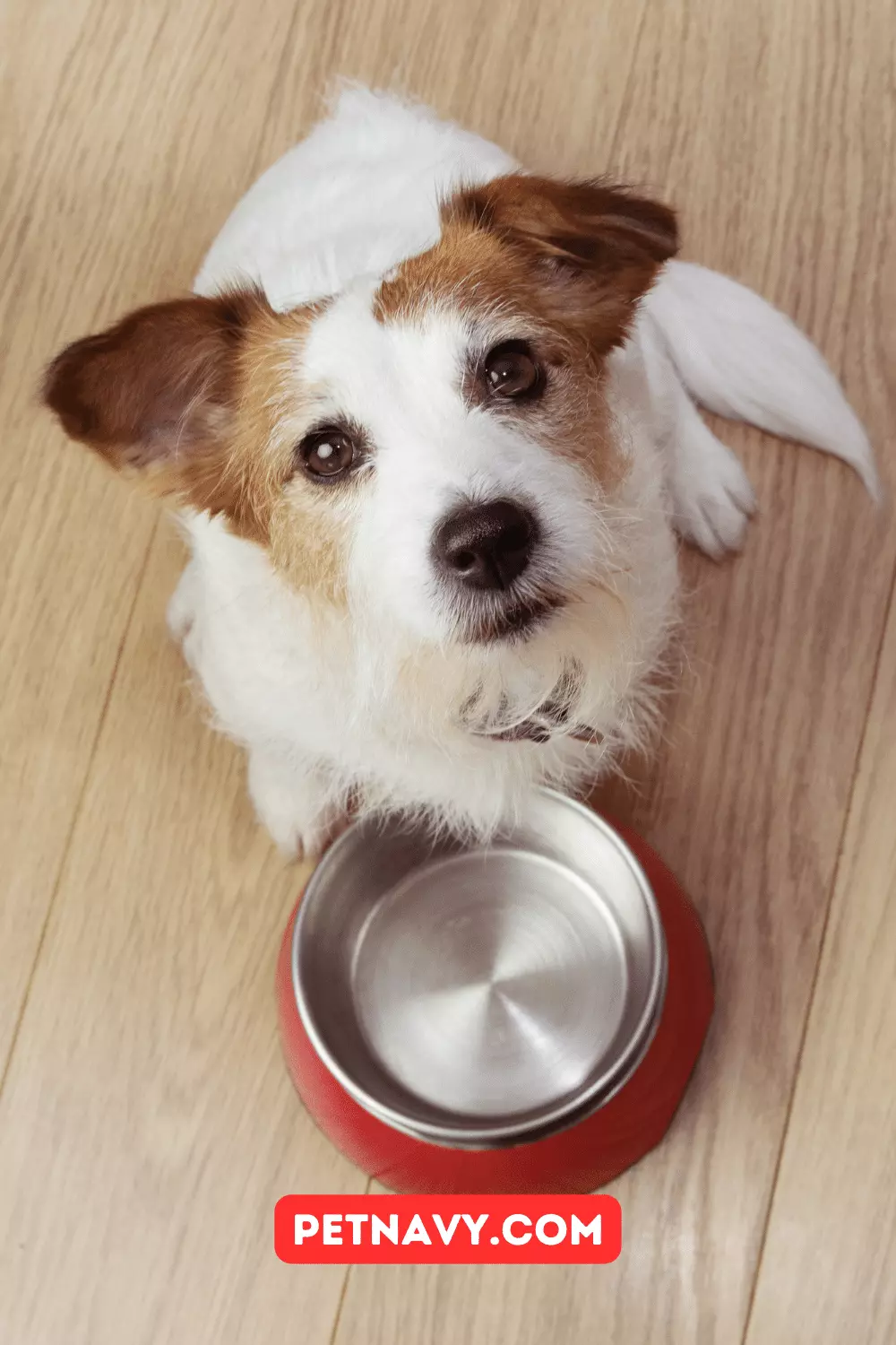 Hypoallergenic Dog Food Brands