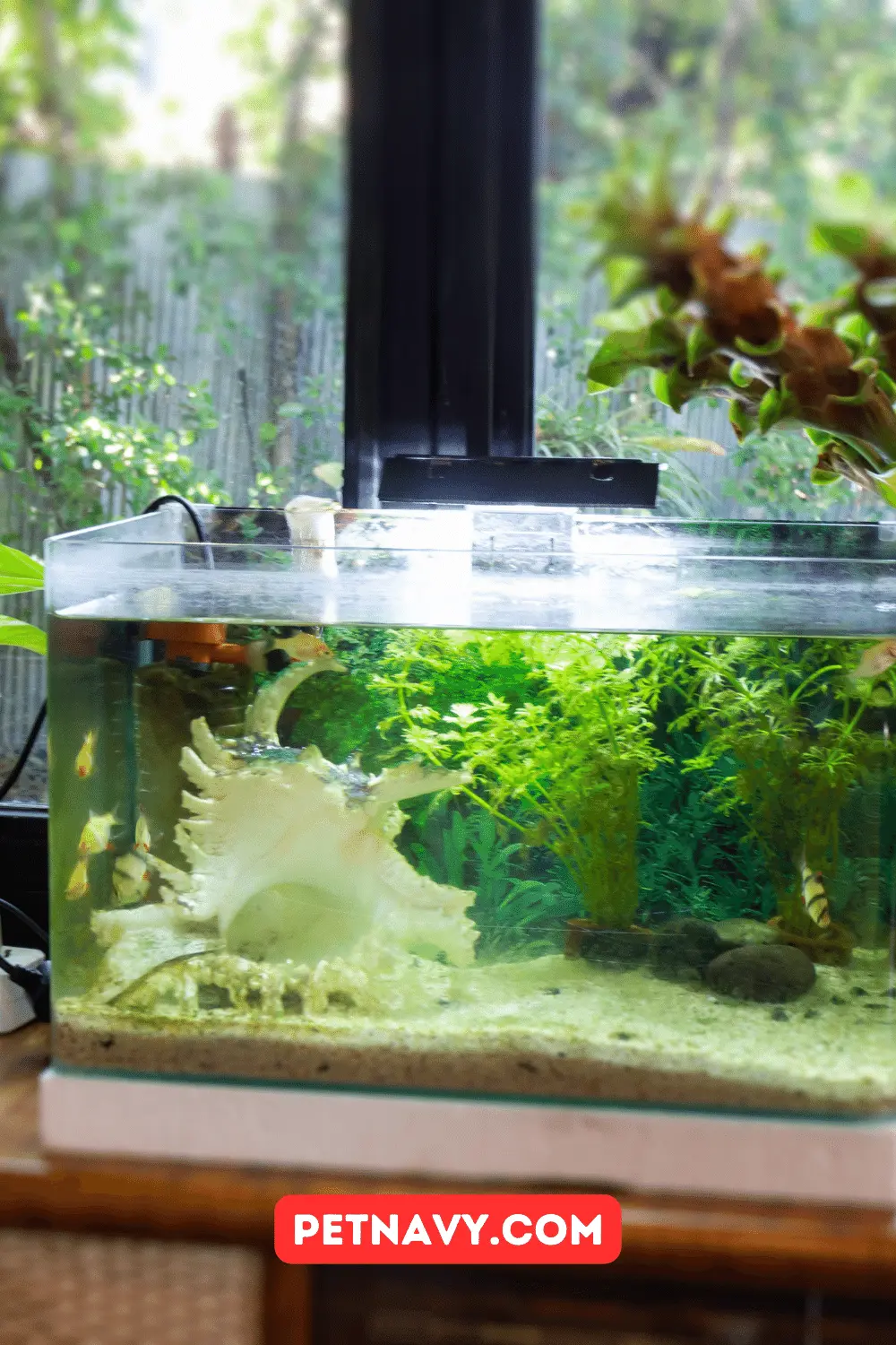 Small Fish Tanks: Which is the Best of 2023?