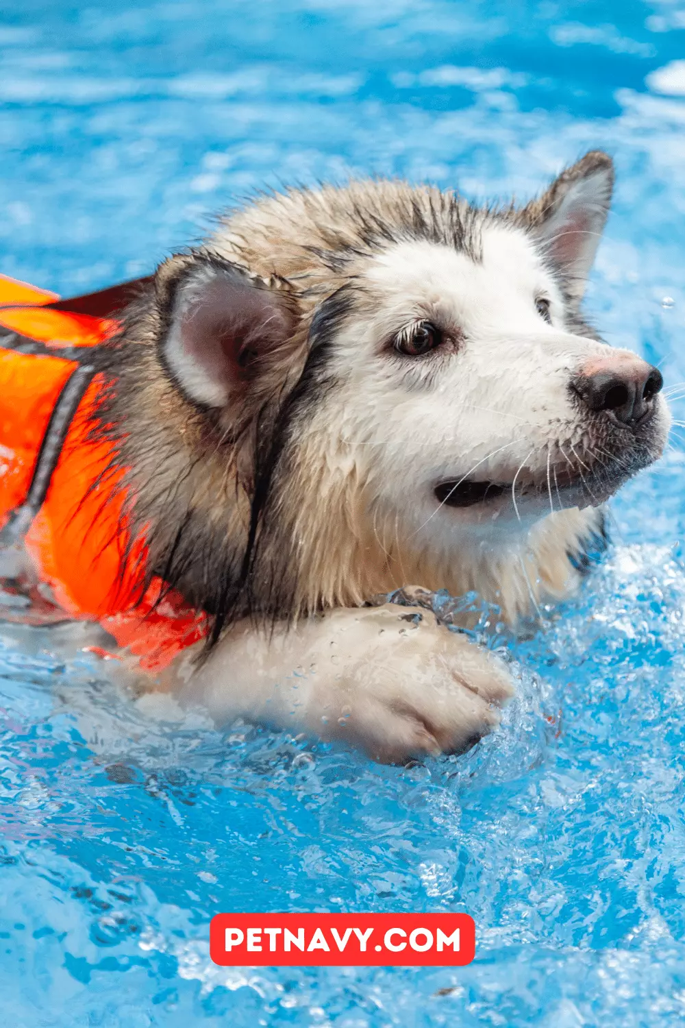 Swimming Dog Breeds Exploring the Best Water Loving Pups