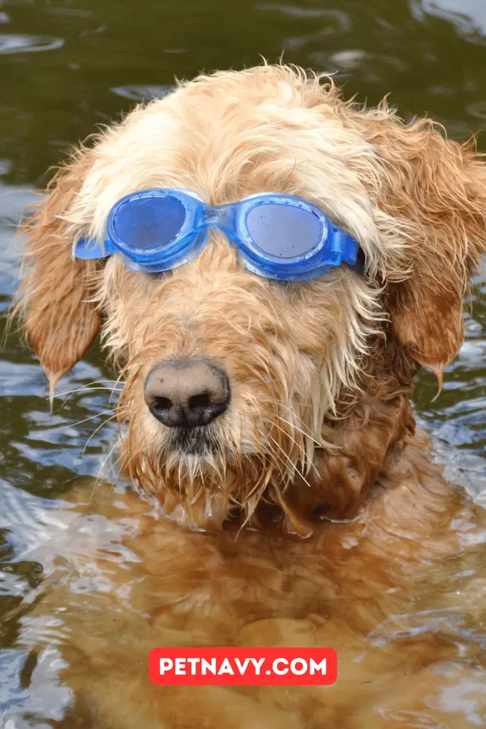 Swimming Poodle