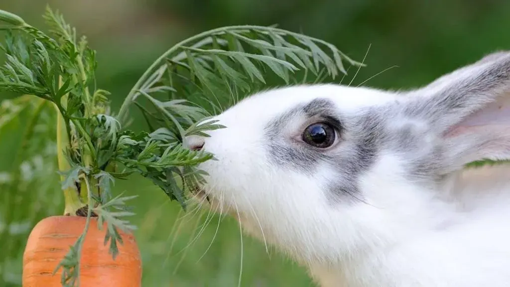 Types of Food for Rabbits