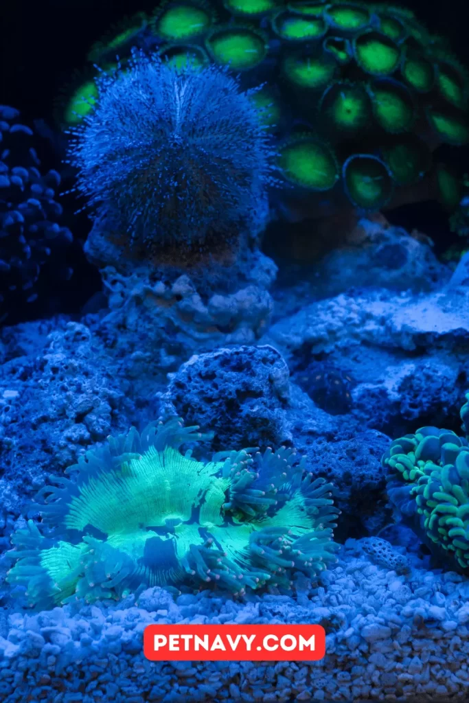 things you should know about aquarium lights