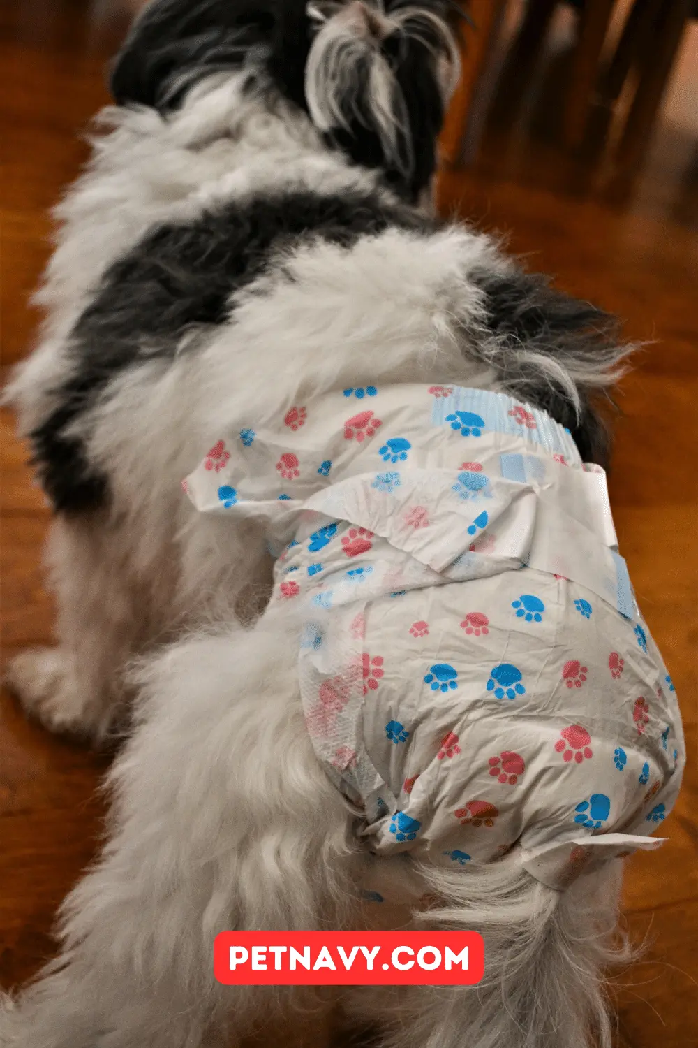 10 Best Dog Diapers for Male Dogs that Stay on