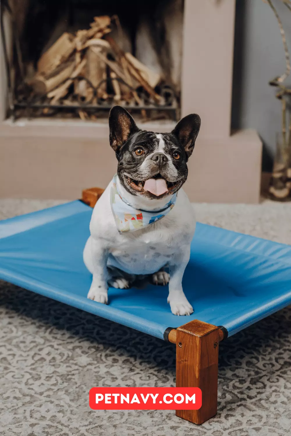 10 Best Selling Raised or Elevated Dog Beds