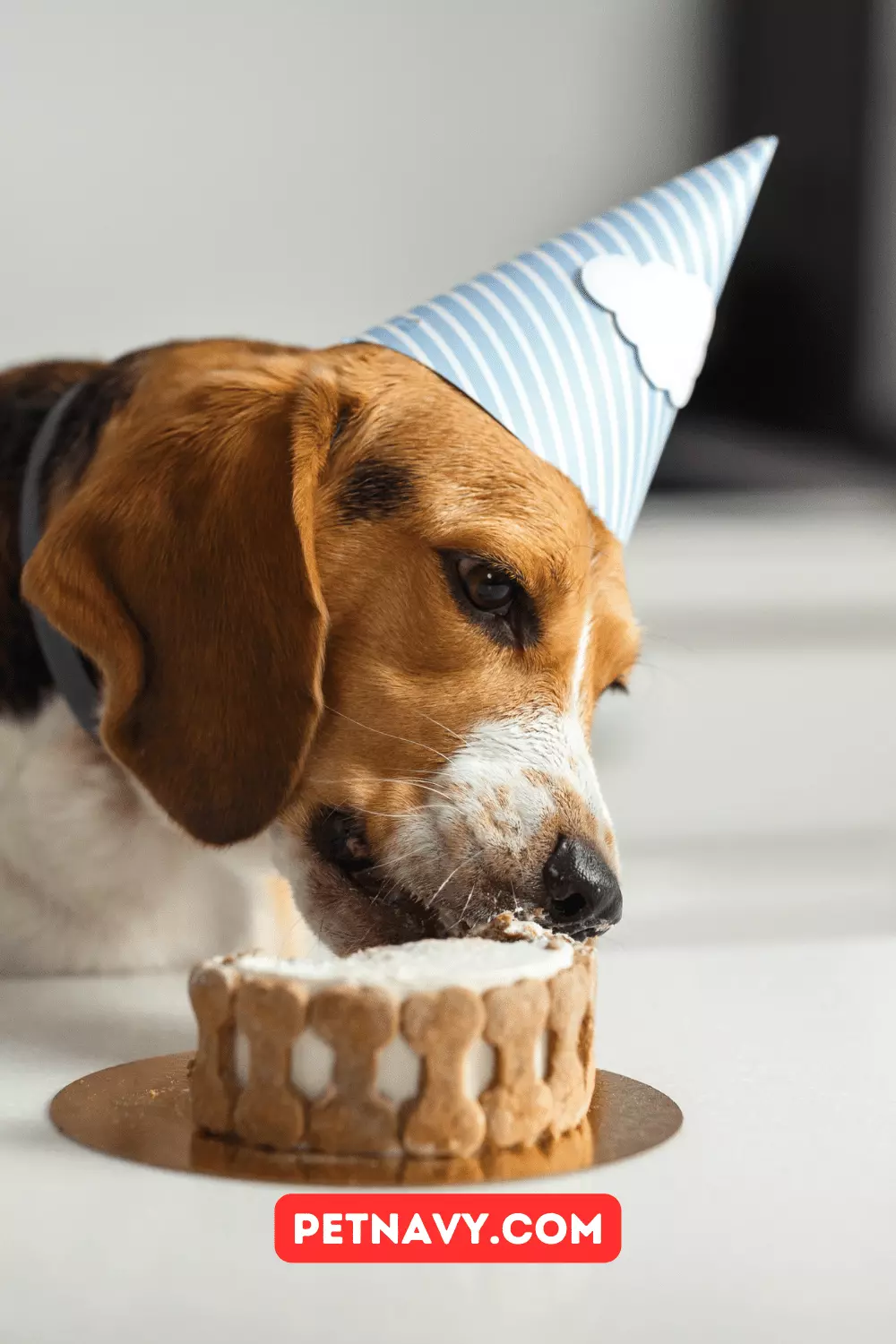 15 Delicious Dog Birthday Cakes: Celebrate Your Pup’s Special Day