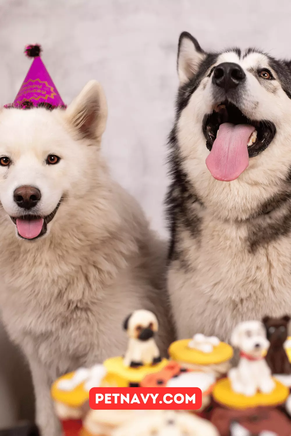 25 Best Dog Birthday Treat Ideas