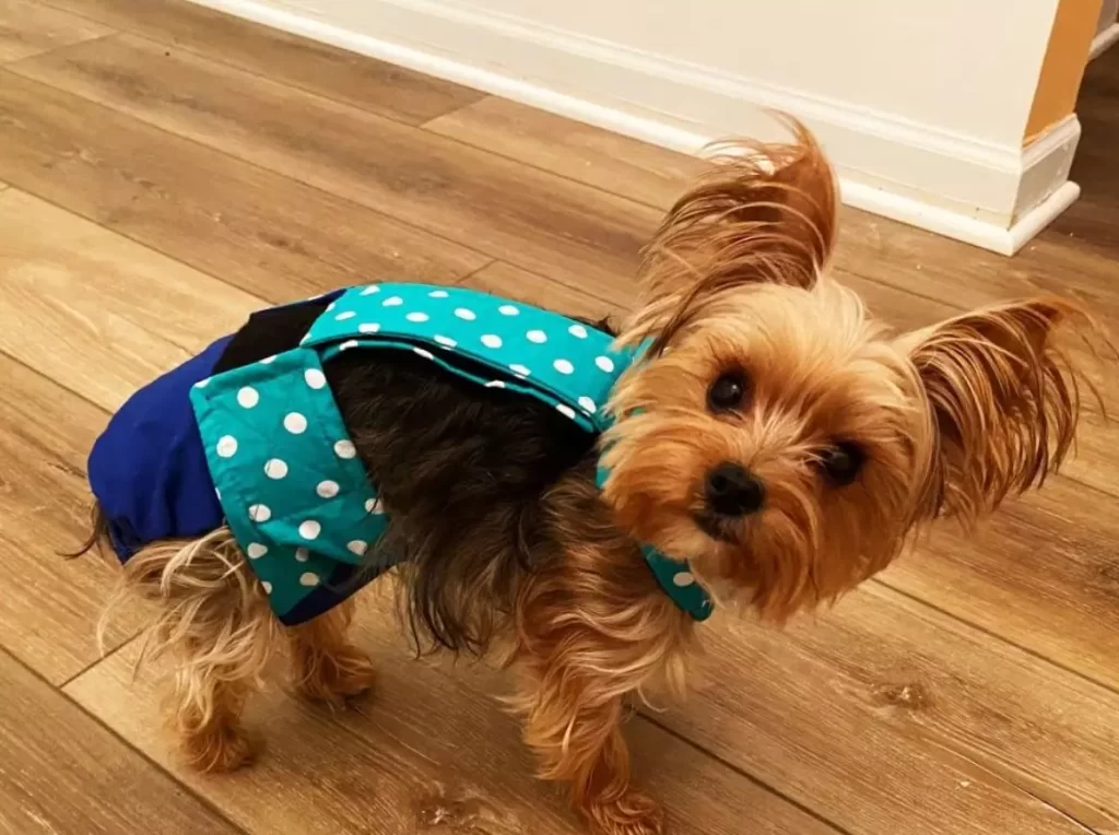 Barkertime Turquoise Blue Polka Dot on Blue Escape-Proof Waterproof Premium Dog Diaper Overall, XL, with Tail Hole - Made in USA