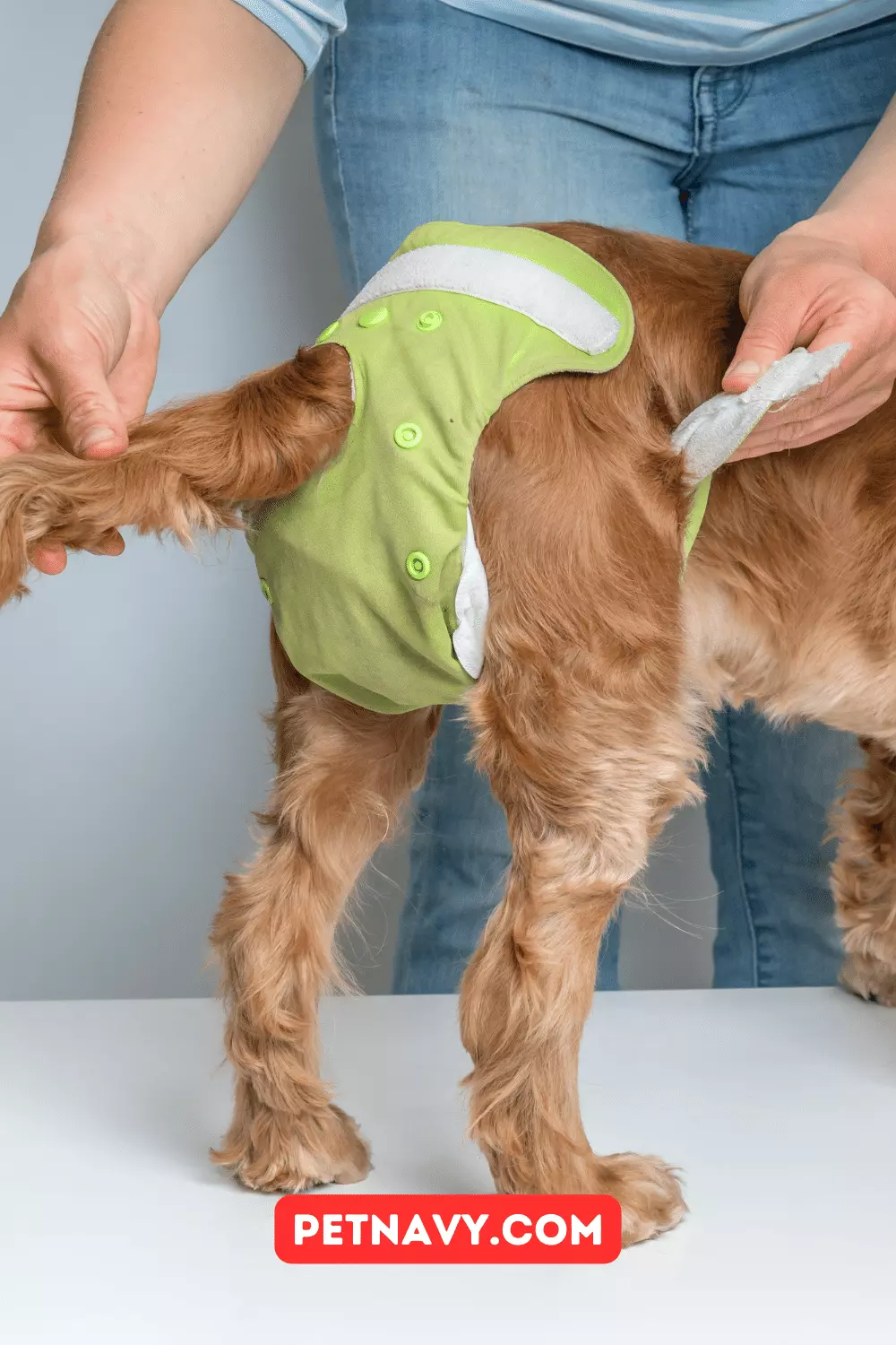 DIY: 5 Simple Free Patterns for Male Dog Diapers