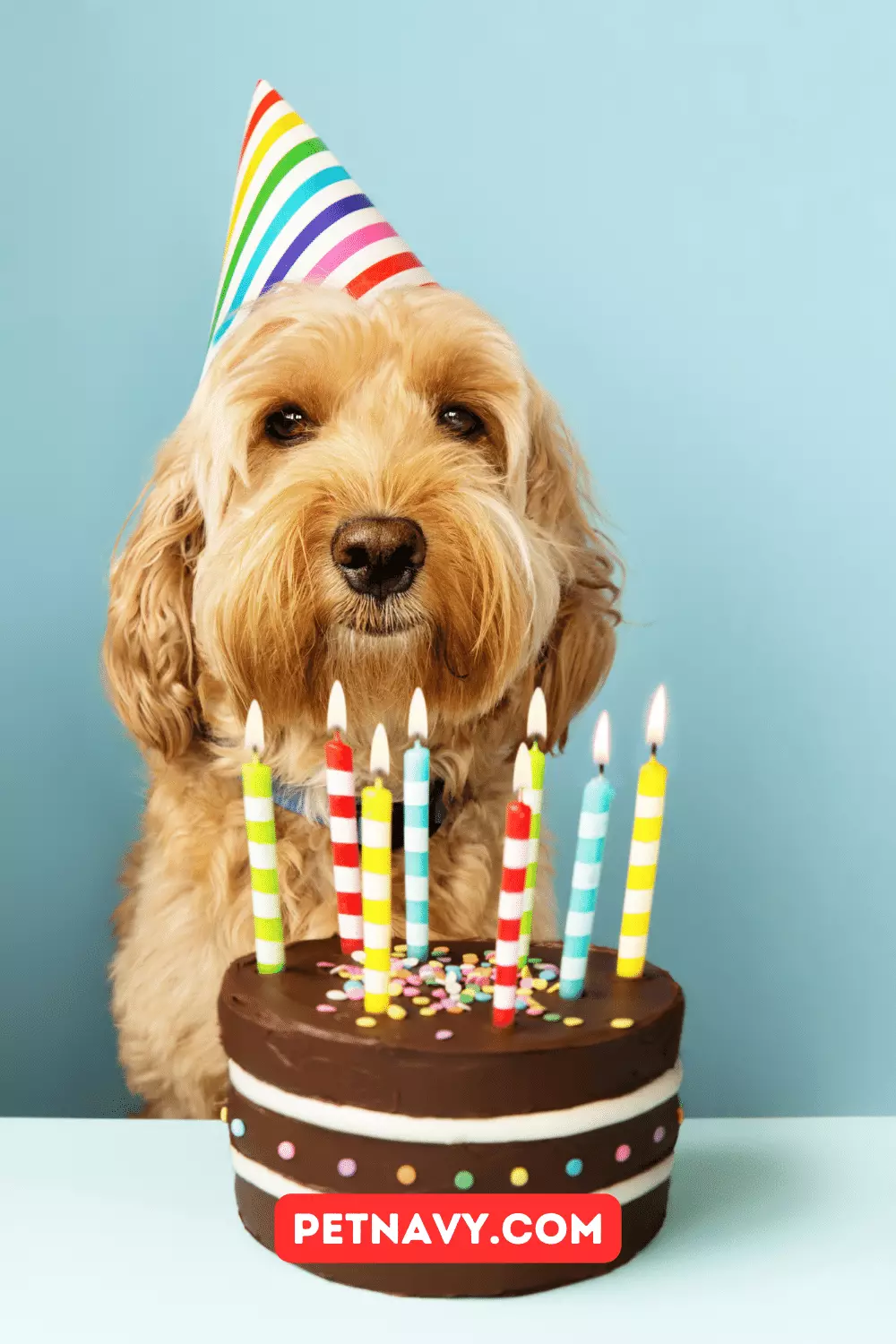 Dog Birthday Party 10 Tips for a Memorable Day