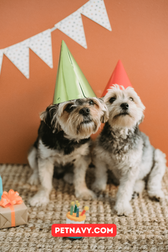 Dog Birthday Treat Ideas