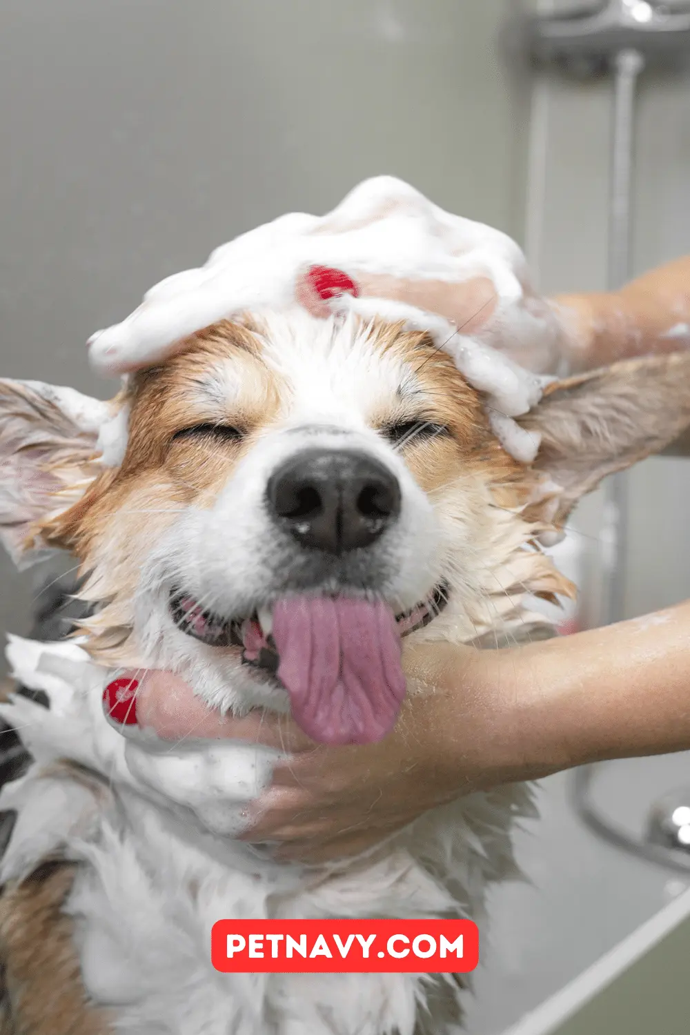 Dog Shampoo Recall: What Every Pet Owner Needs to Know