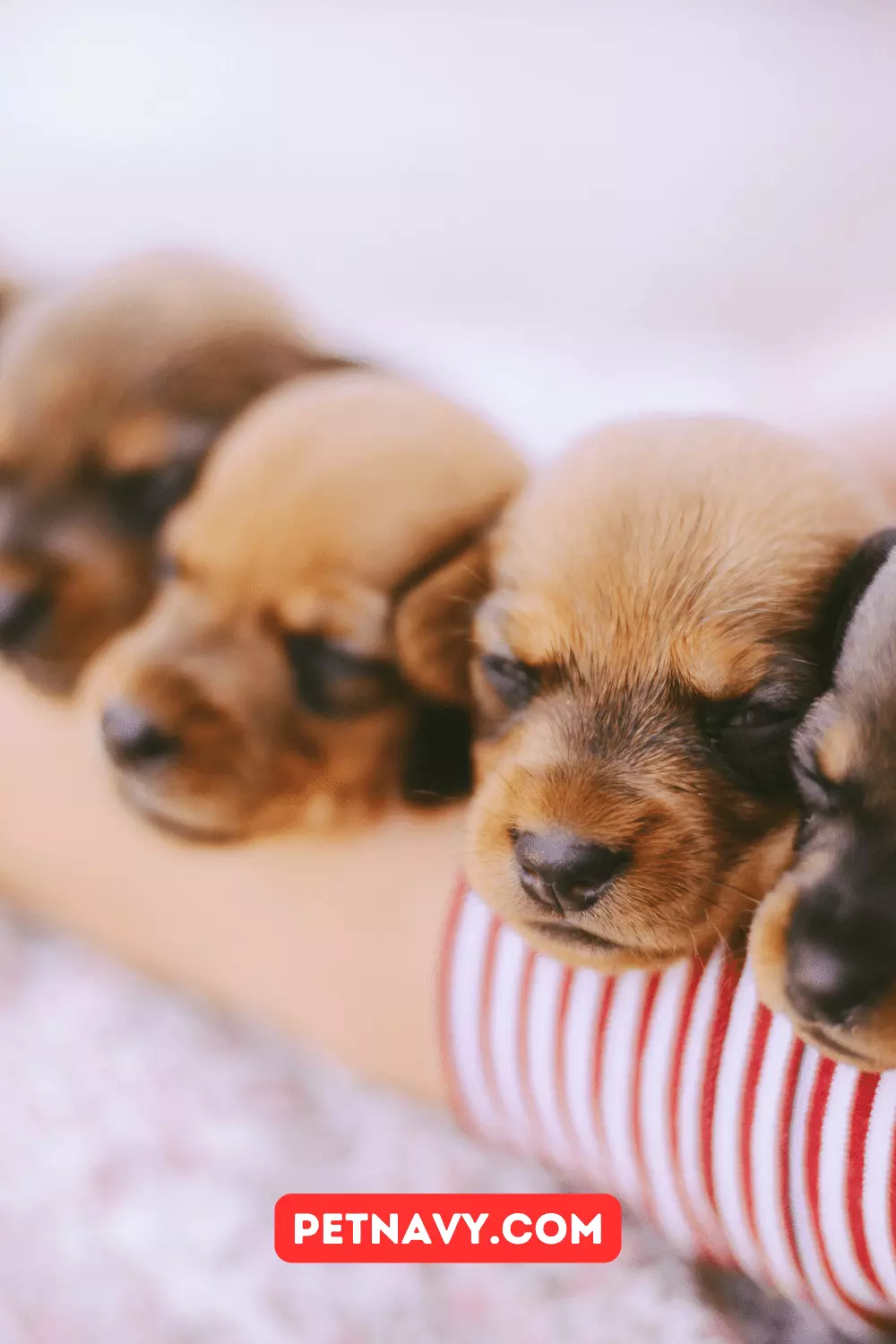 Finding Mini Dachshund Puppies for Sale