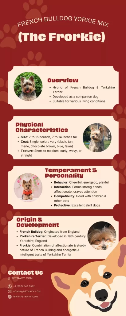 French Bulldog Yorkie Mix Infographics