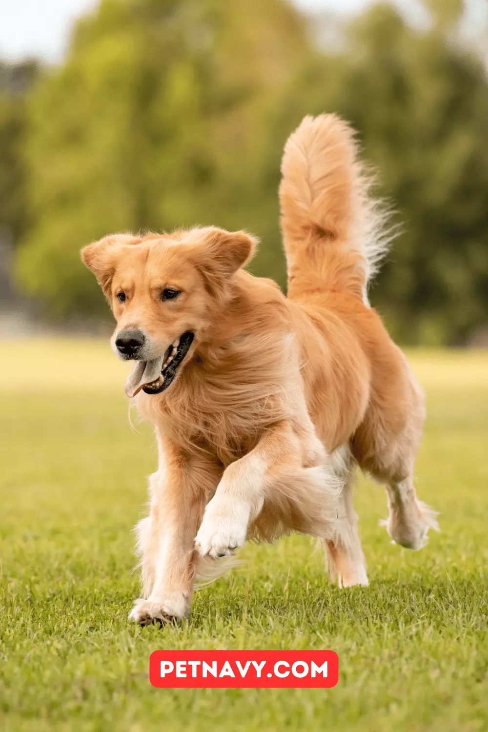 How Much Does a Golden Retriever Cost in the United States in 2023
