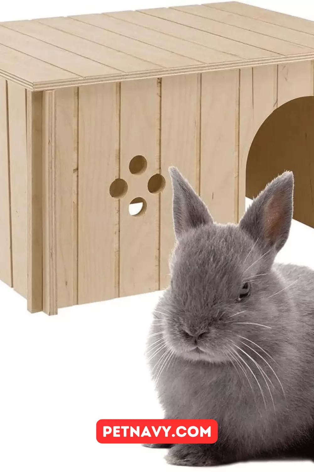 Is It Cruel to Keep a Rabbit in a Hutch?