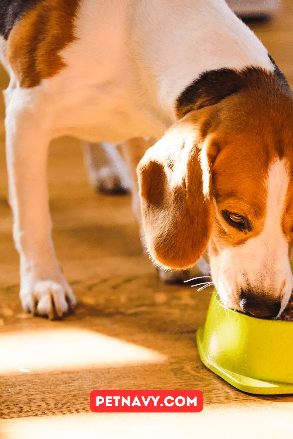 Jinx Dog Food: Review for Modern Pet Parents