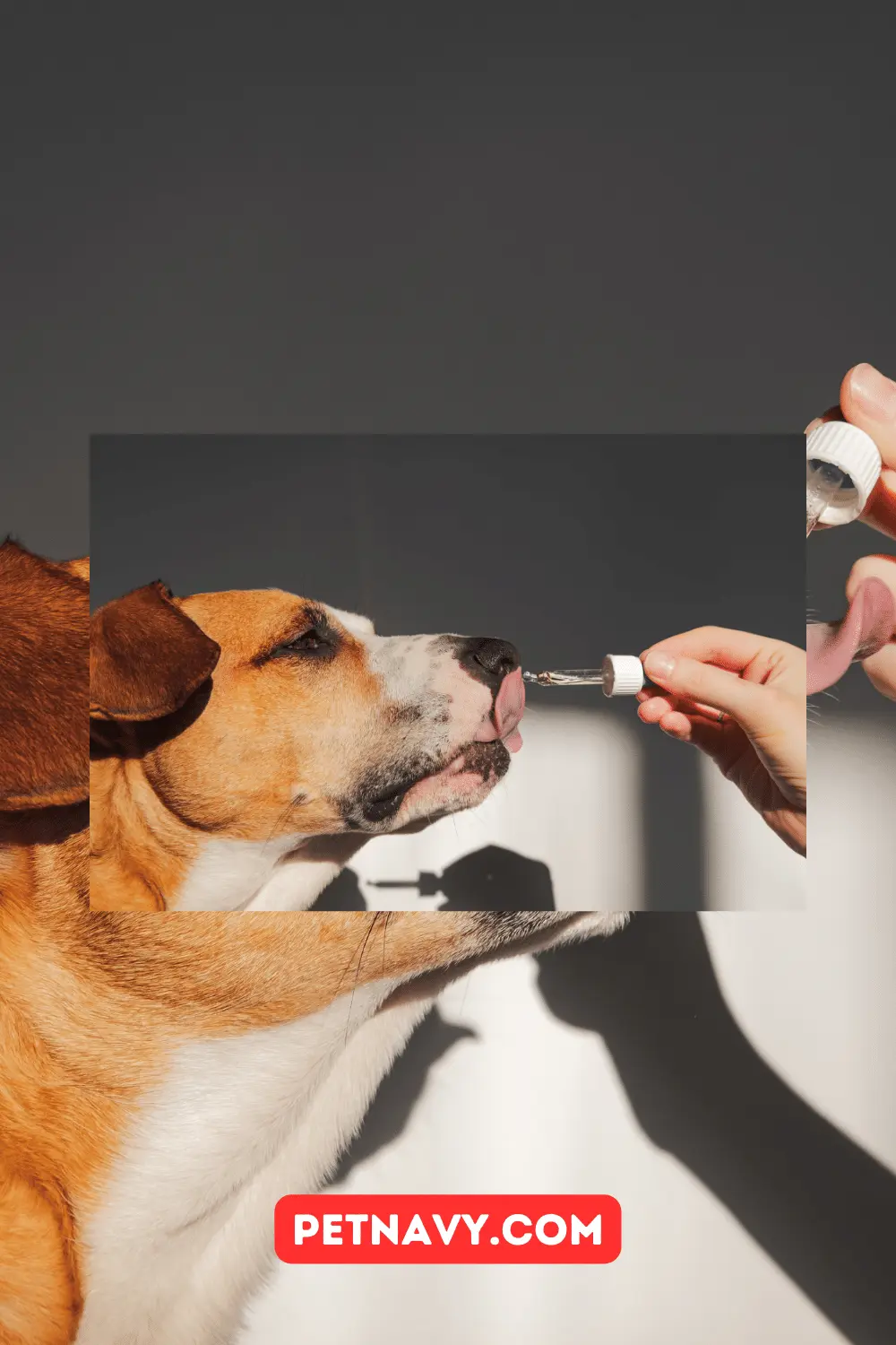 Joint Supplements for Dogs: Uses, Side Effects and More