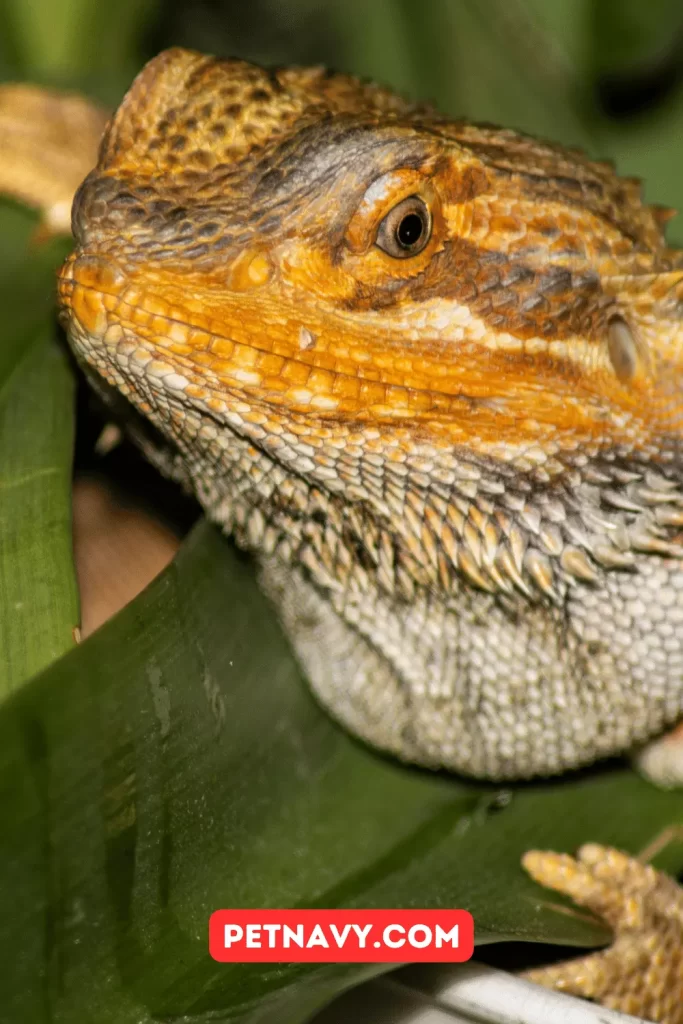 Pros and Cons of Having a Red Bearded Dragon