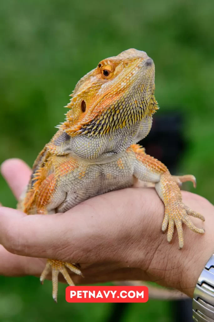 Red Bearded Dragons Diet and Nutrition