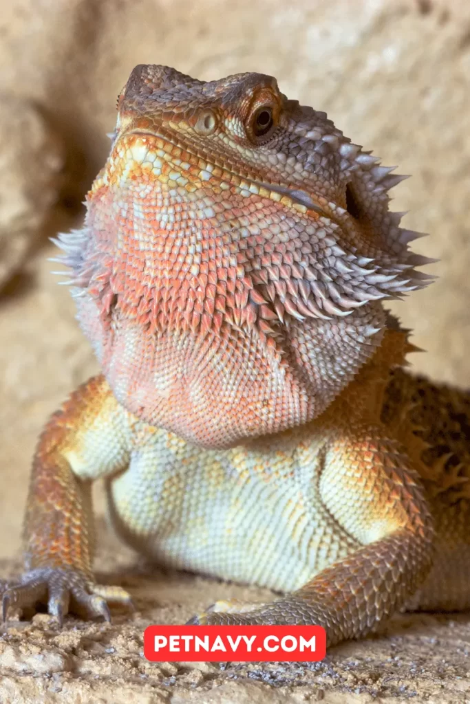 Red Bearded Dragons Health and Lifespan