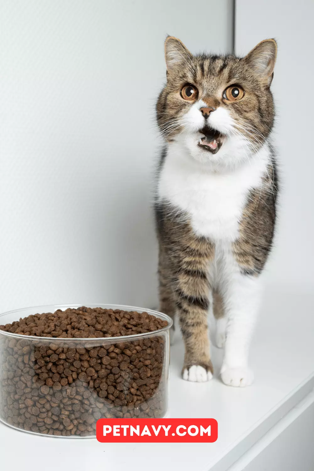 Sterilized Cat Food: Which Is the Best of 2023?