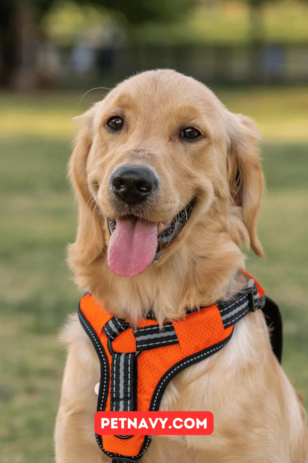 The Dog Walker Company Harness: Quality and Comfort