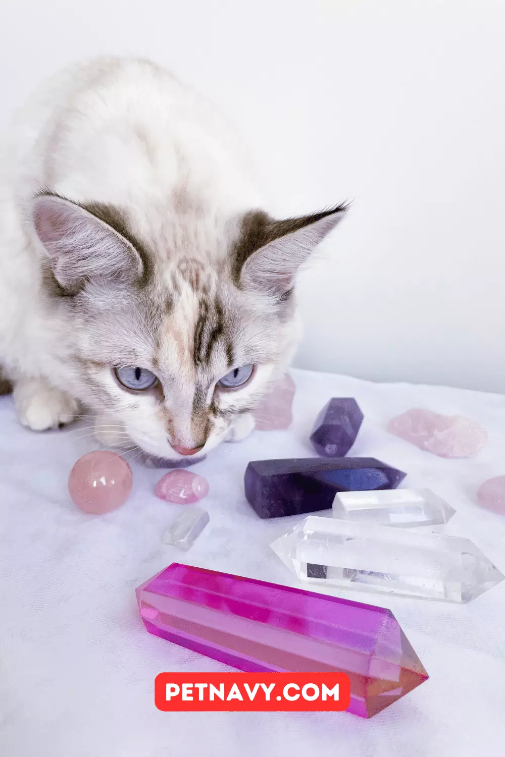 Urinary Crystals in Cats Treatment Options