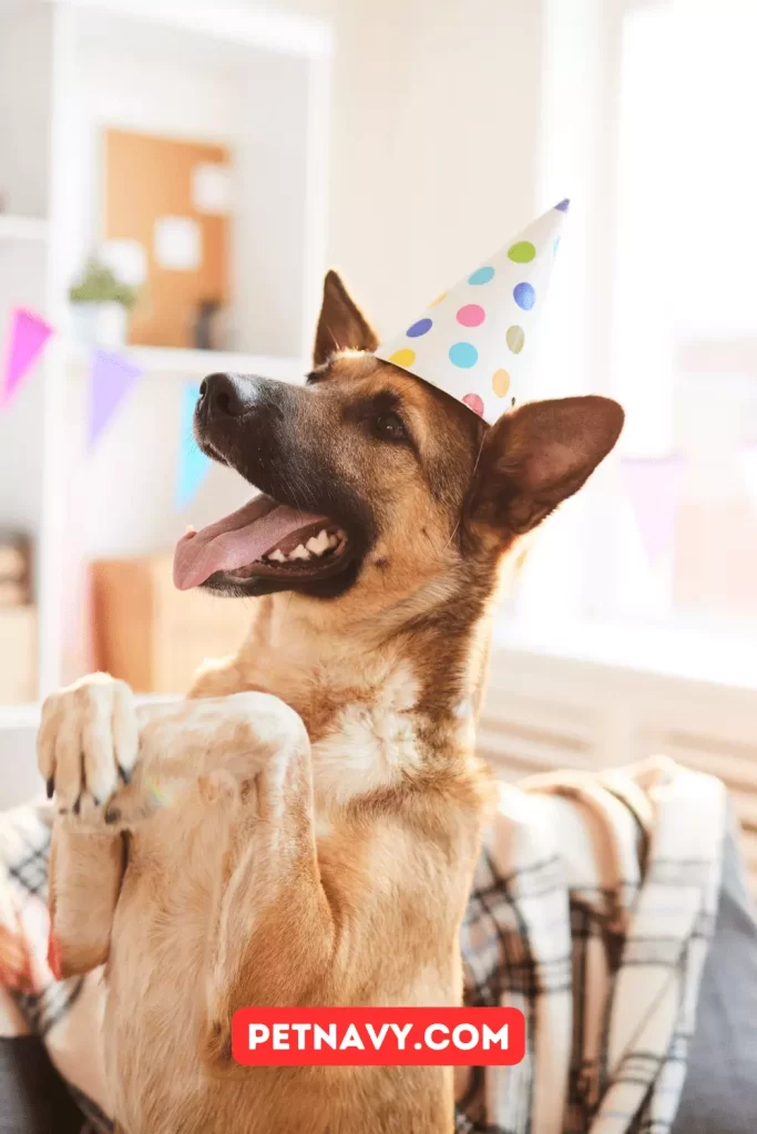 Why Celebrate Your Dog's Birthday