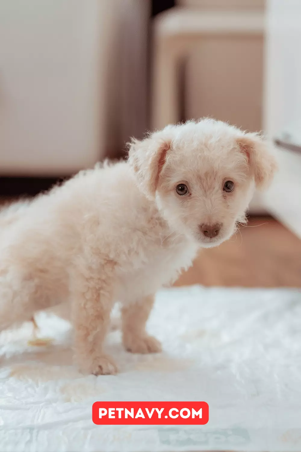 Is It Dangerous for Dogs to Eat Puppy Pad?