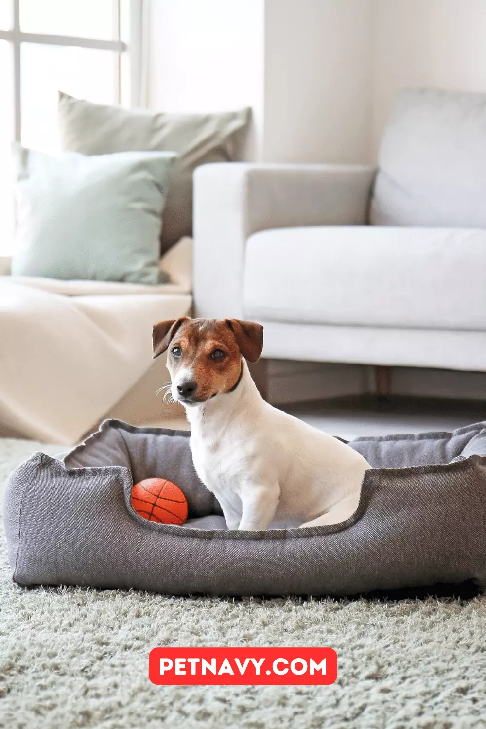 Top 5 Bestselling Indestructible Dog Beds for 2023