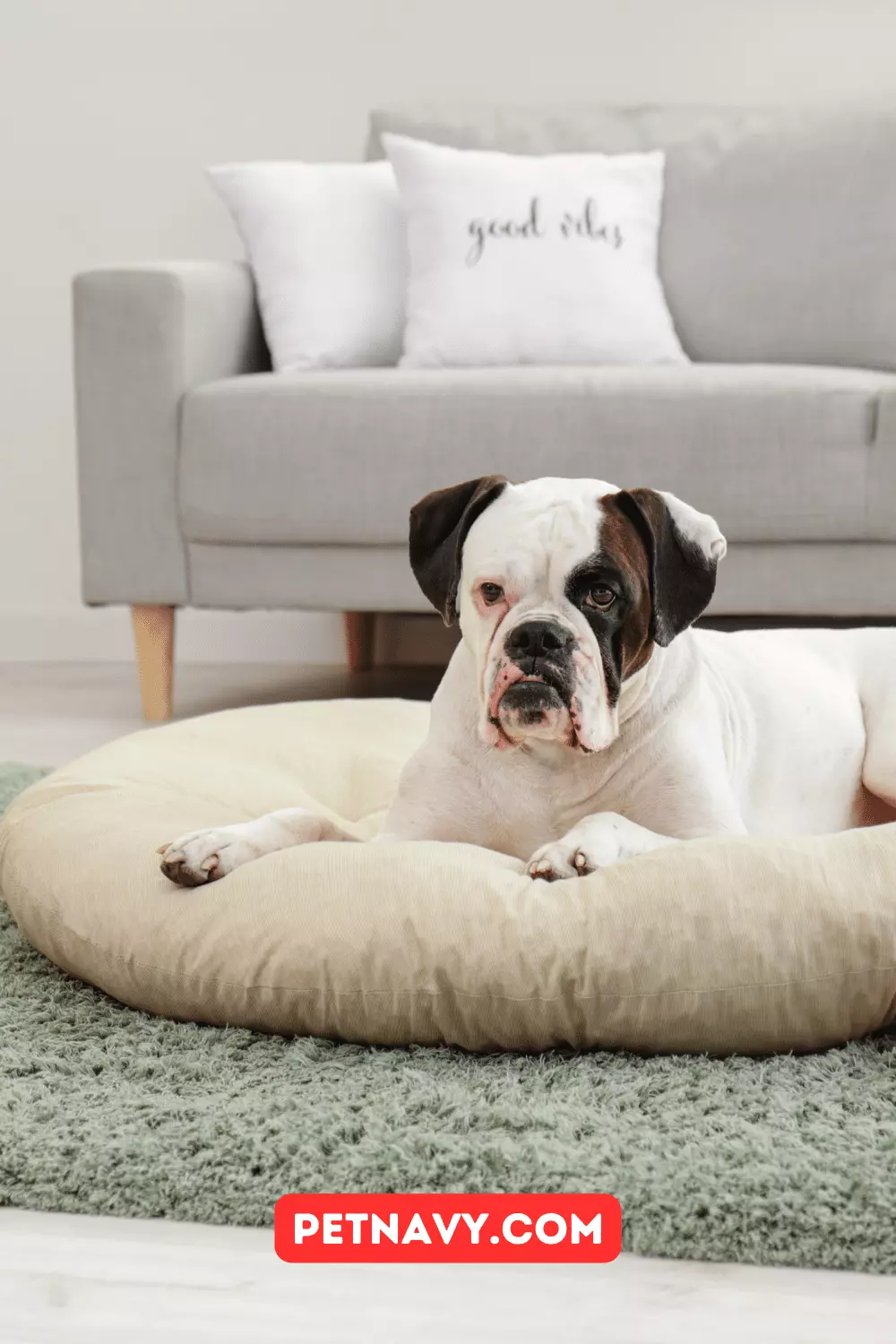 Top 5 Bestselling Orthopedic Dog Beds for 2023