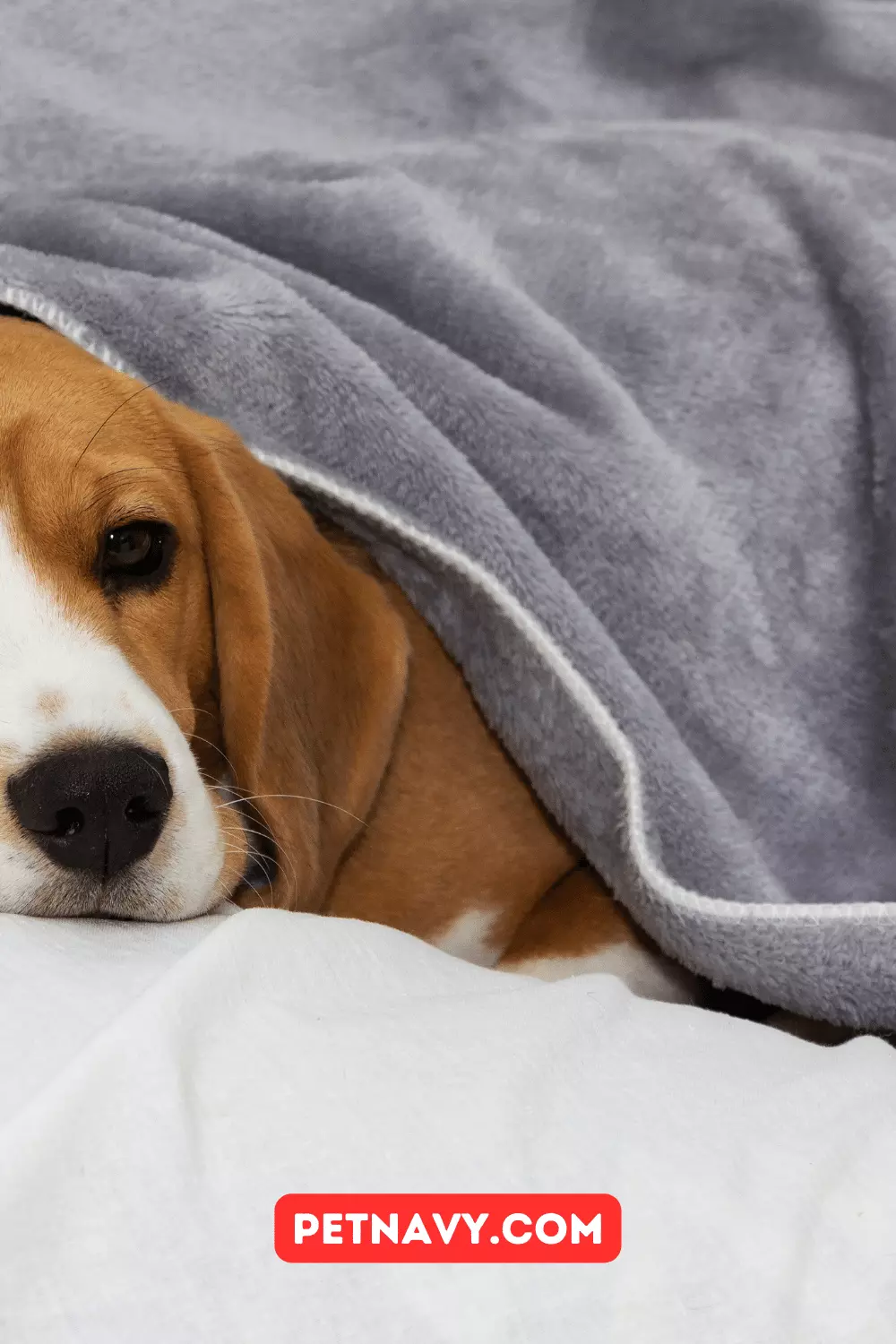 Top 5 Bestselling Waterproof Dog Blankets for 2023